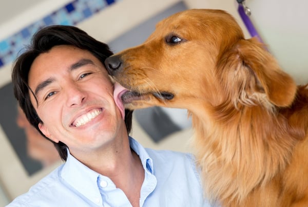 Golden retriever licking his owner in the face as a sign of affection