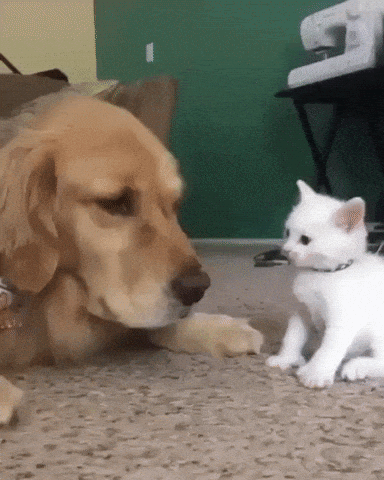 Chanit's favourite GIF'