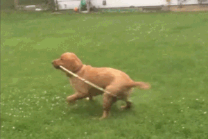Chelsey 's favourite GIF'