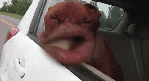 Marco's favourite GIF'