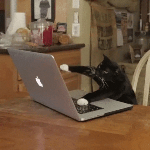 Paul's favourite GIF'